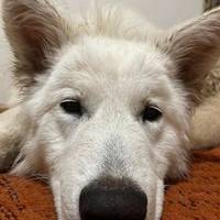 Місяць шукали: на Тернопільщині виявили зниклу собаку за яку пропонували винагороду